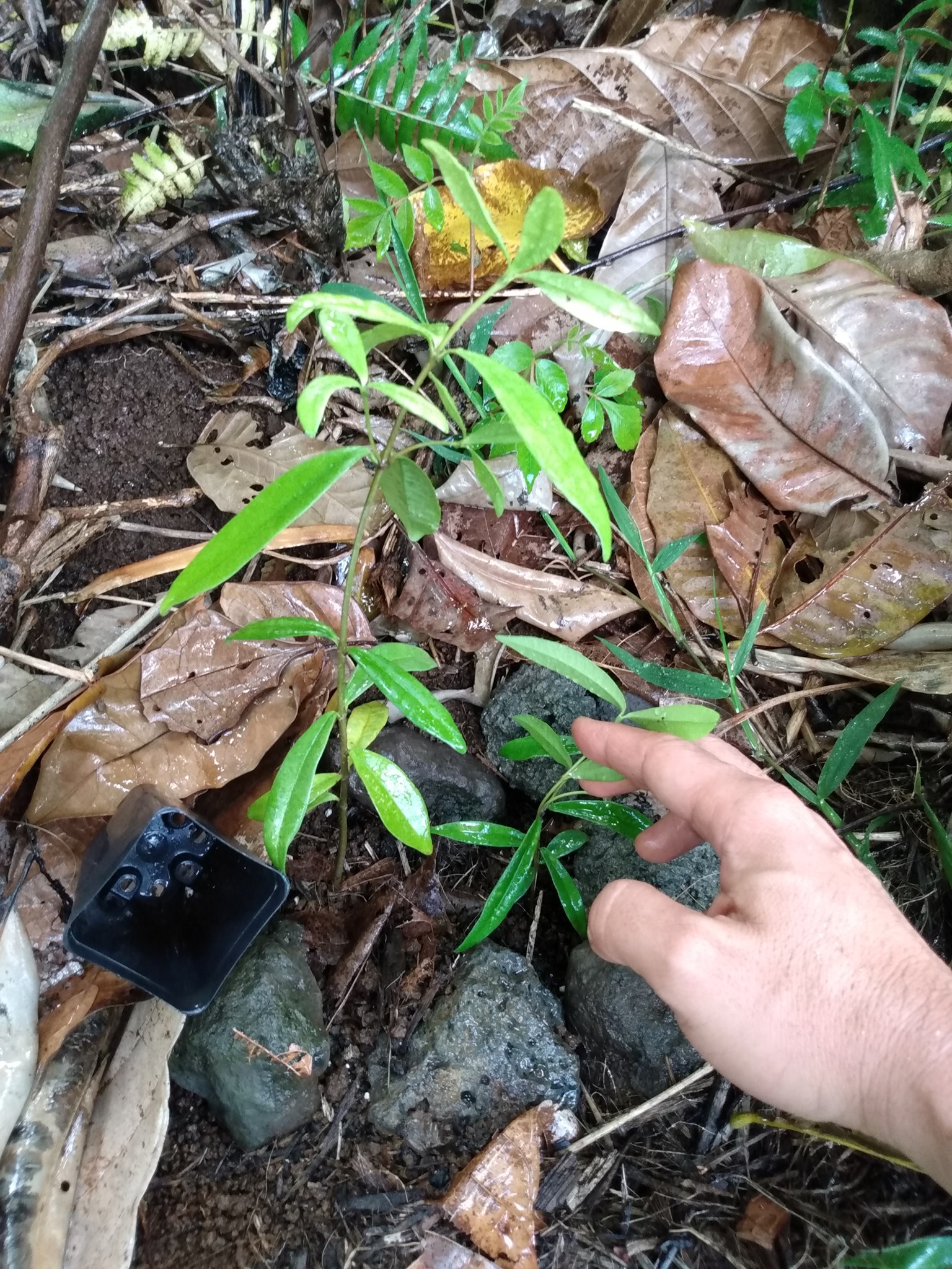 174日目:マイレを植えた