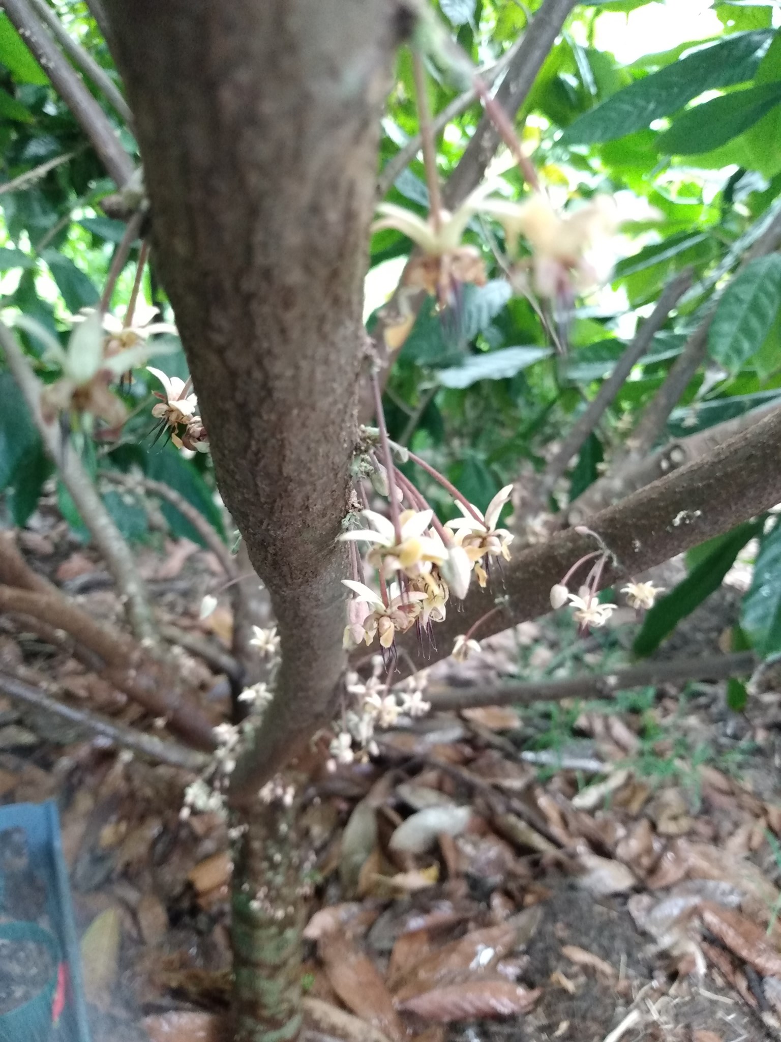 174日目:マイレを植えた