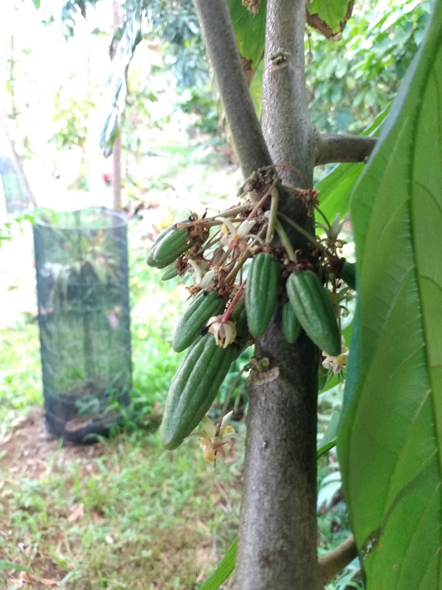 174日目:マイレを植えた