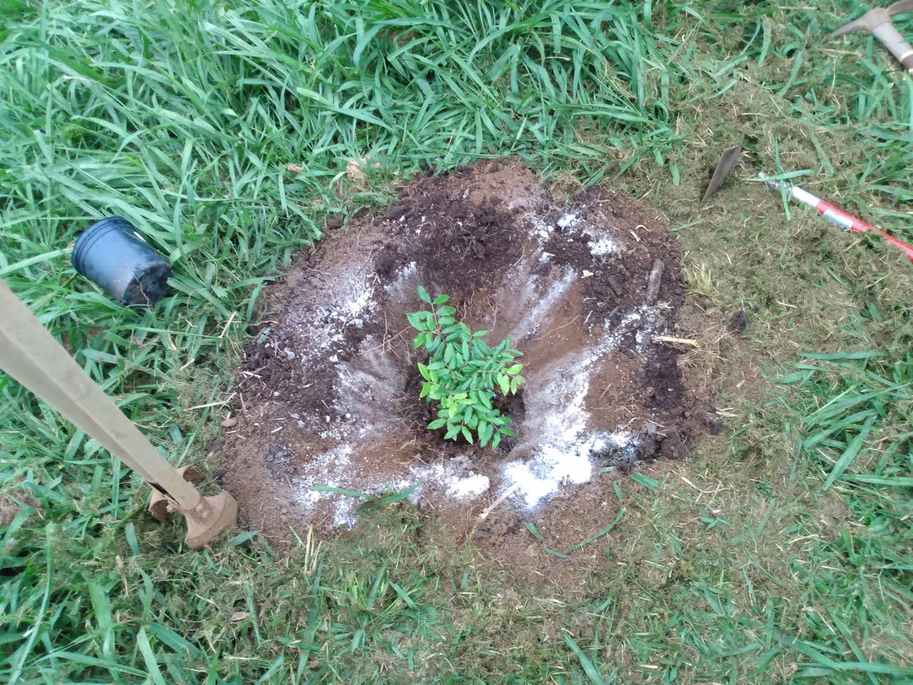 175日目:グアキカを植えた