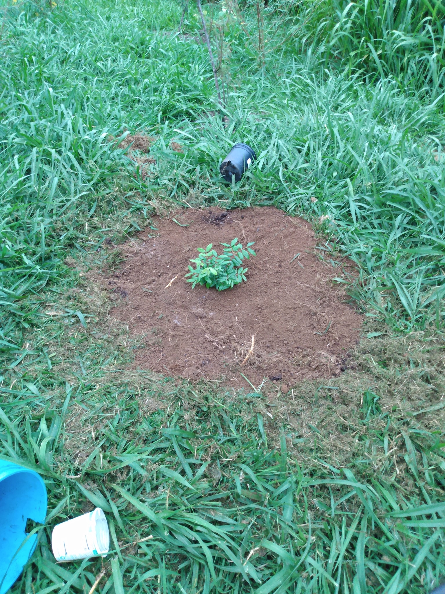 175日目:グアキカを植えた