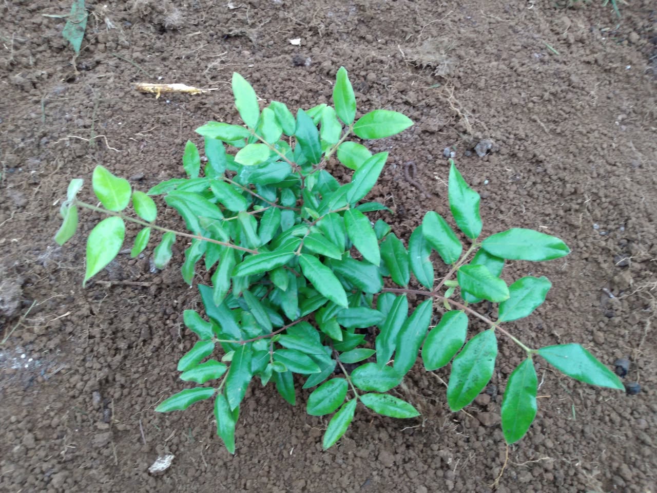 175日目:グアキカを植えた