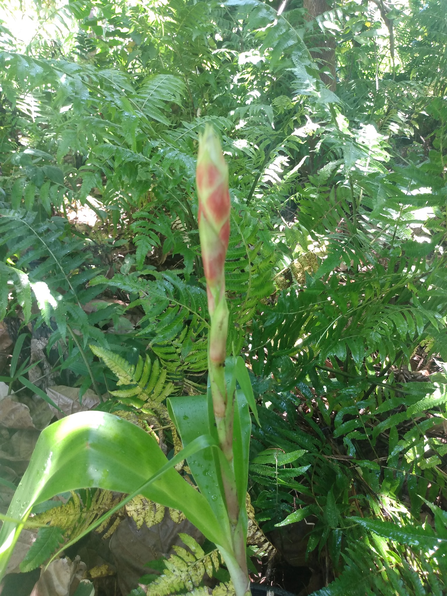 177日目:Pitcairniaを植えた