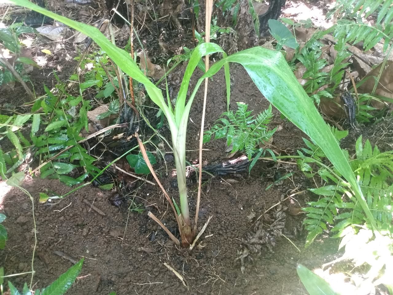 177日目:Pitcairniaを植えた