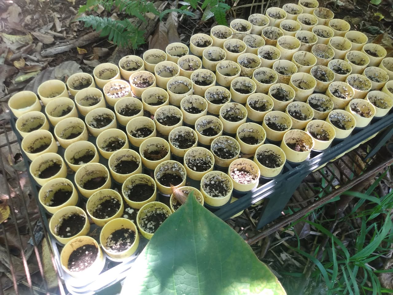 177日目:Pitcairniaを植えた