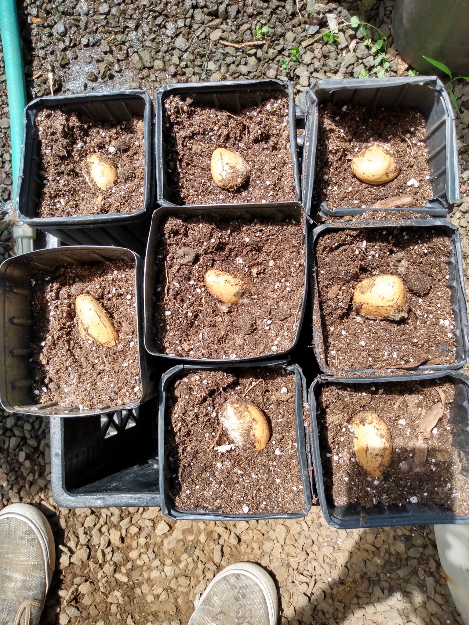 179日目:ドリアンの種を鉱植えした