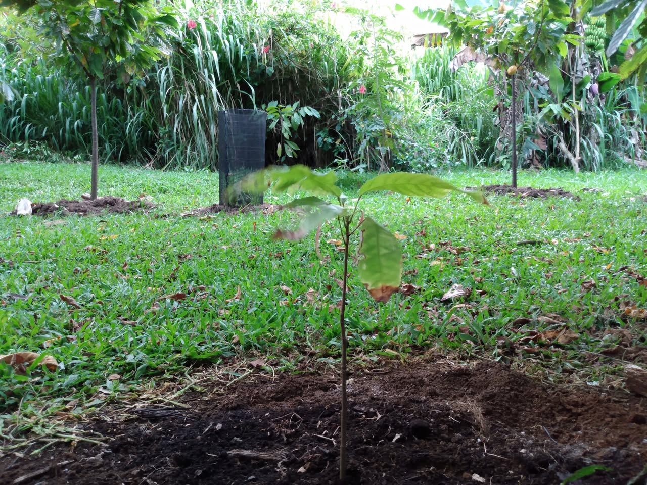 181日目:6ヶ月連続植え続けた