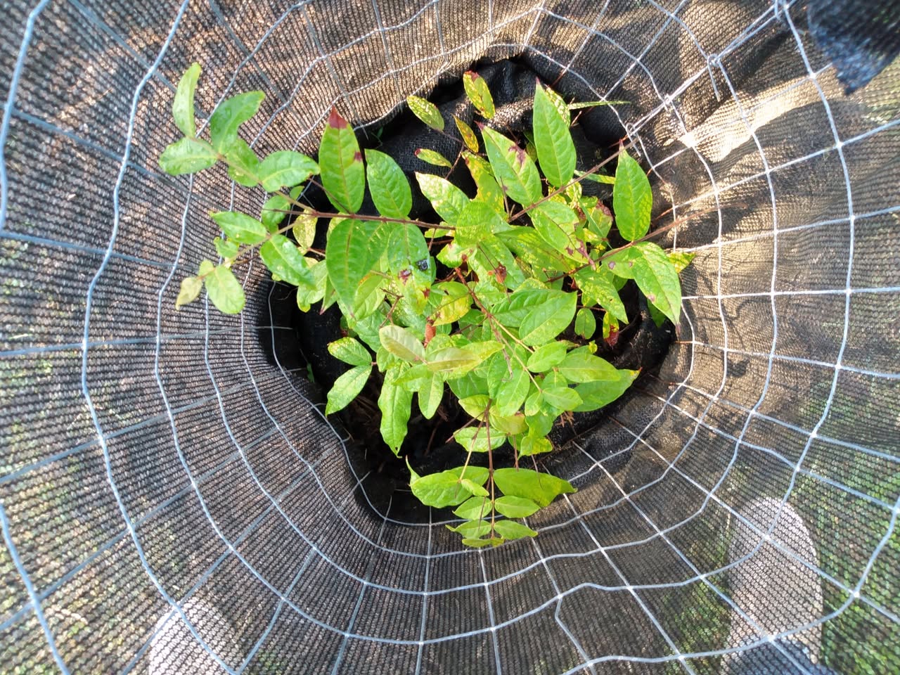 182日目:アラザーを植えた