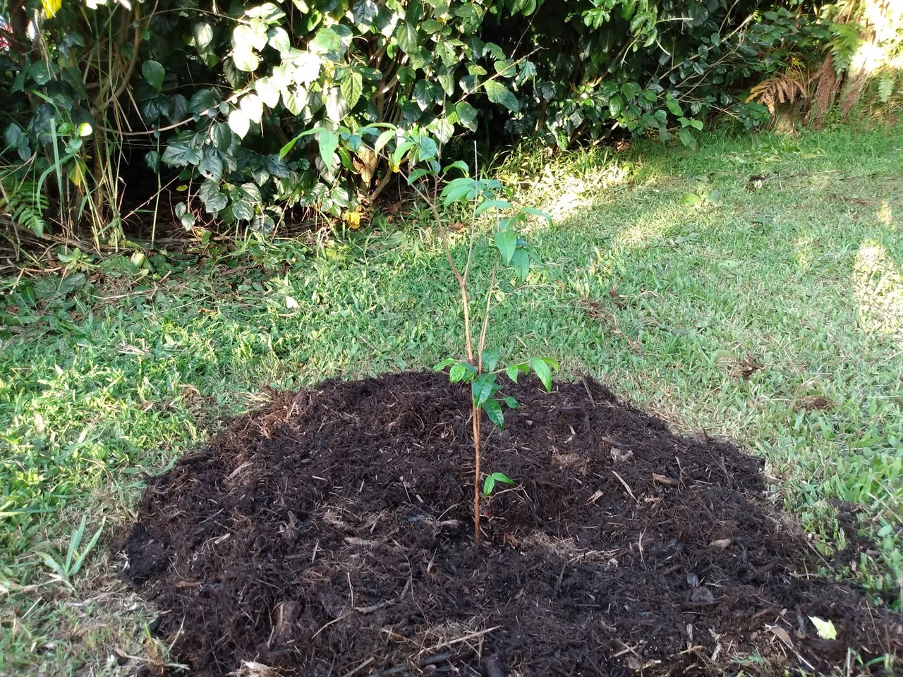 182日目:アラザーを植えた