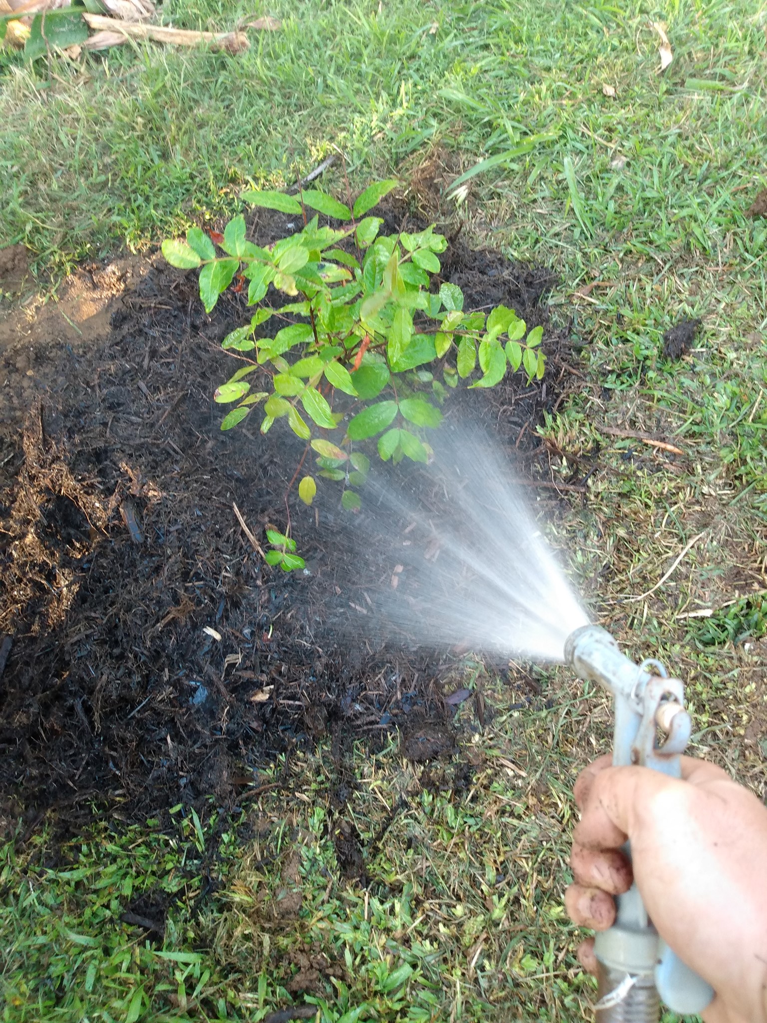 182日目:アラザーを植えた
