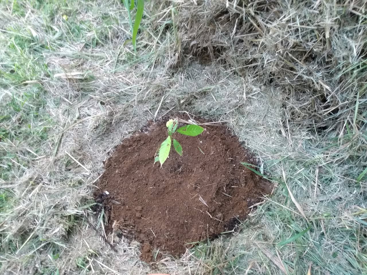 183日目:カカオを植えた