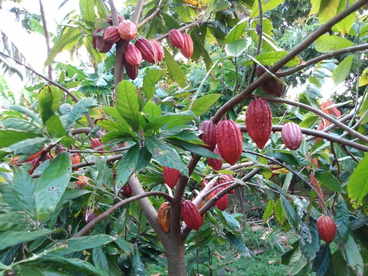 183日目:カカオを植えた