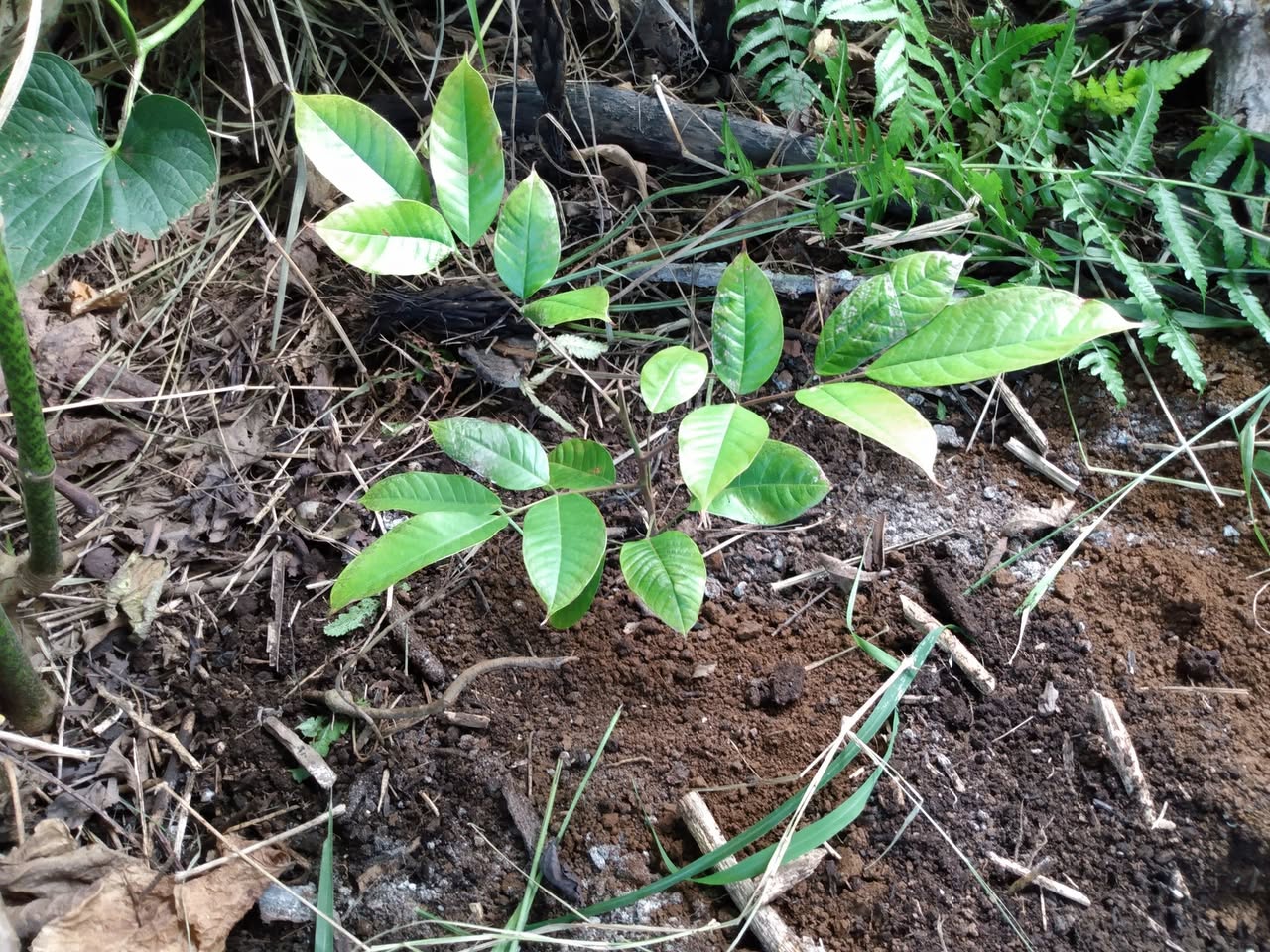 184日目:アトムを植えた