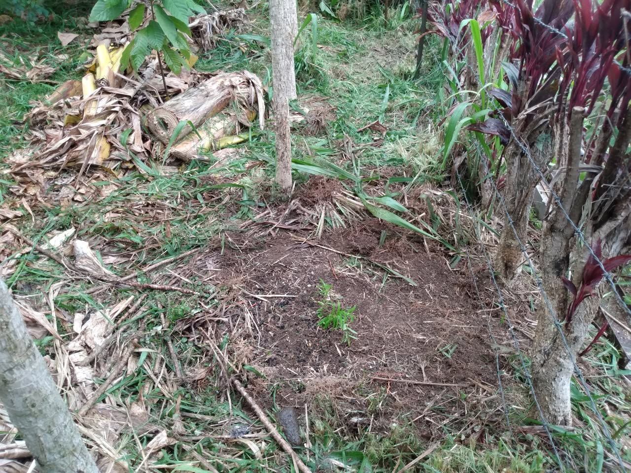 186日目:ザクロの苗を植えた