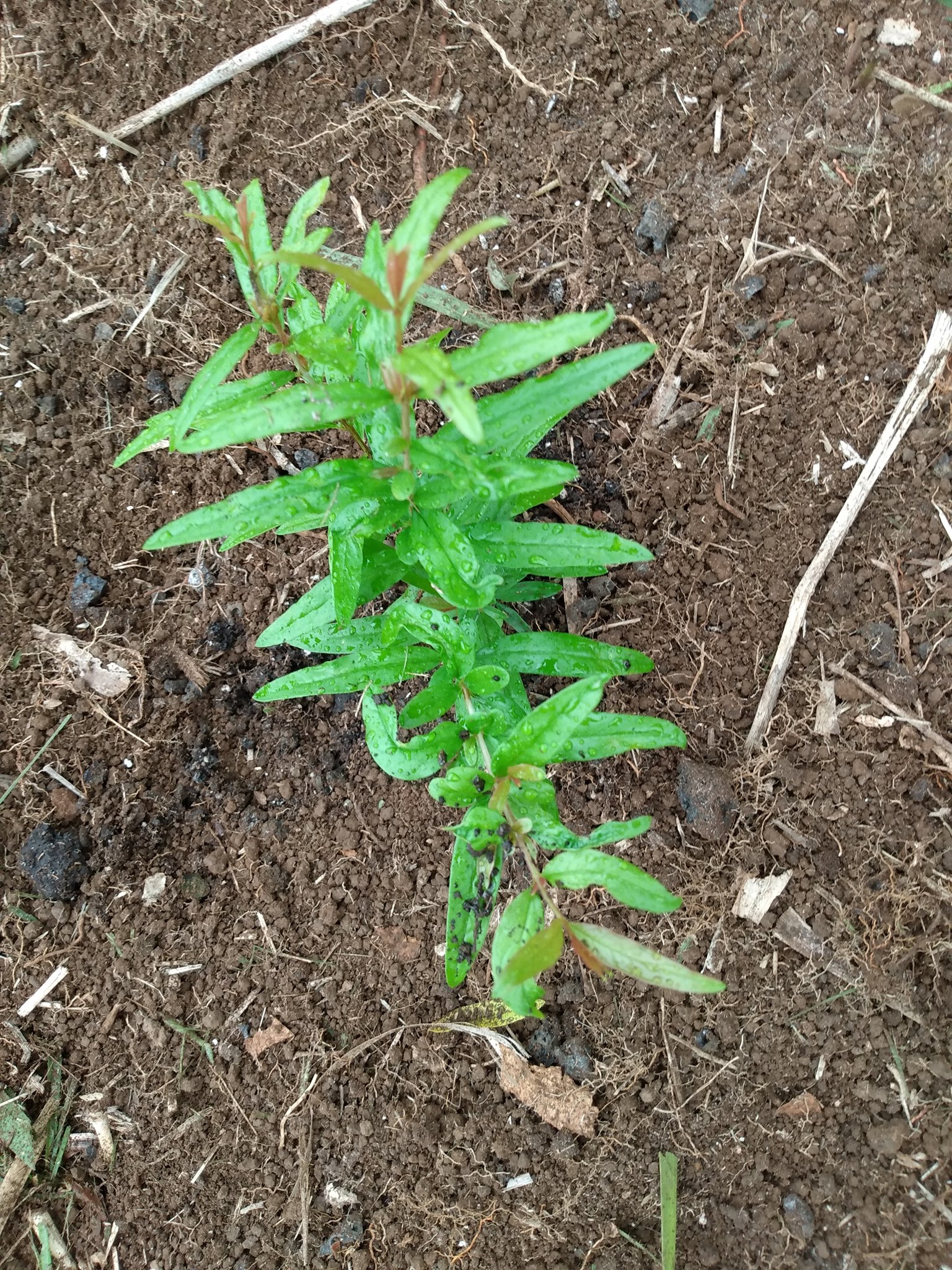 186日目:ザクロの苗を植えた