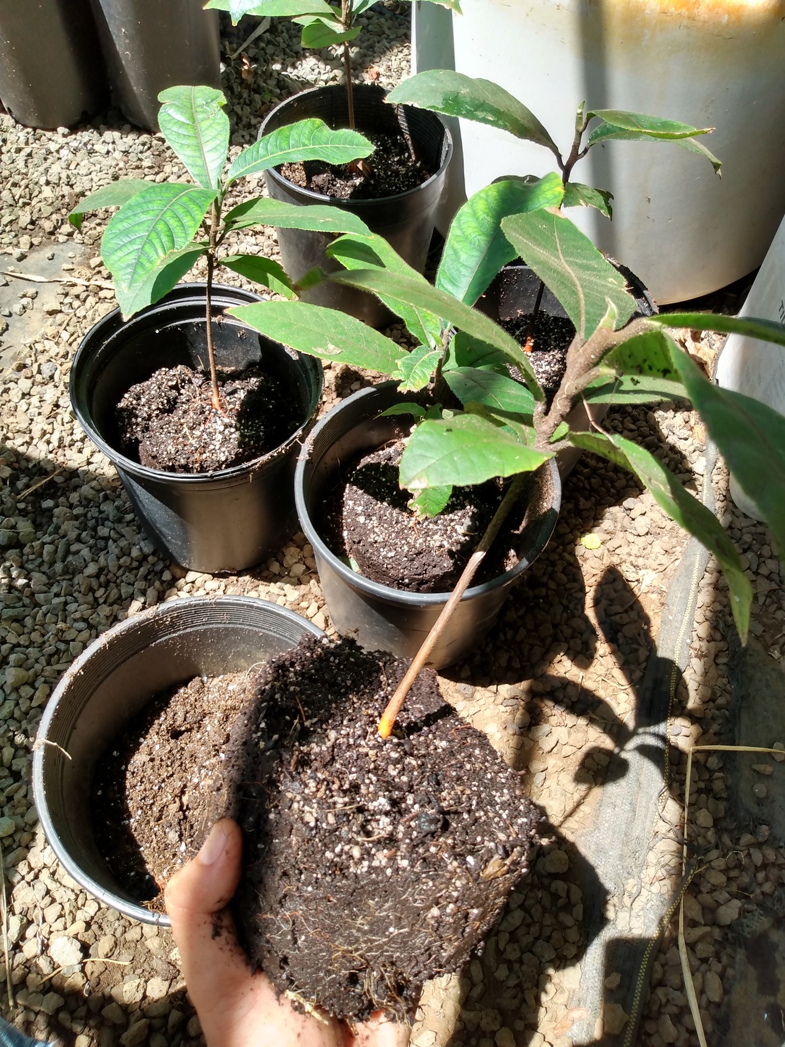 187日目:ザクロを植えた