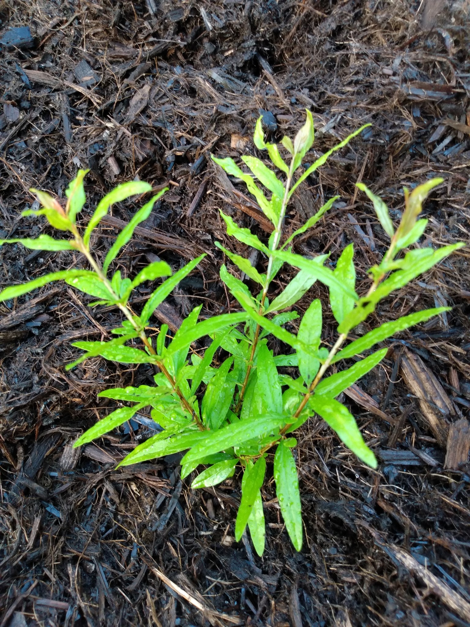 188日目:ザクロを植えた