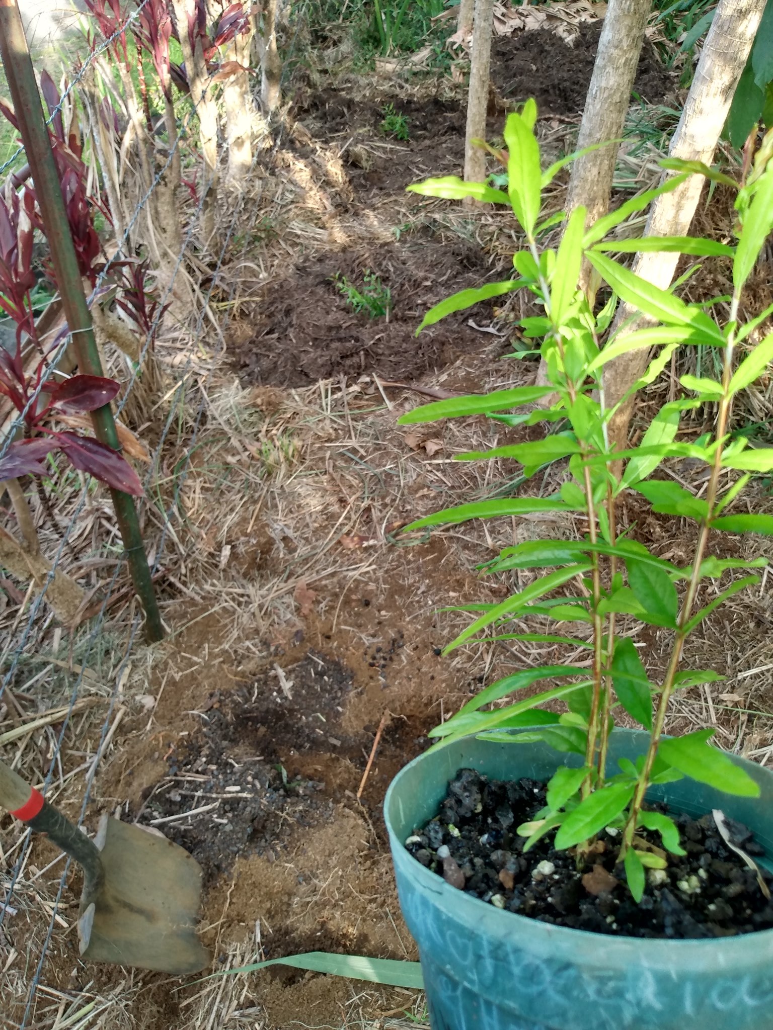 188日目:ザクロを植えた