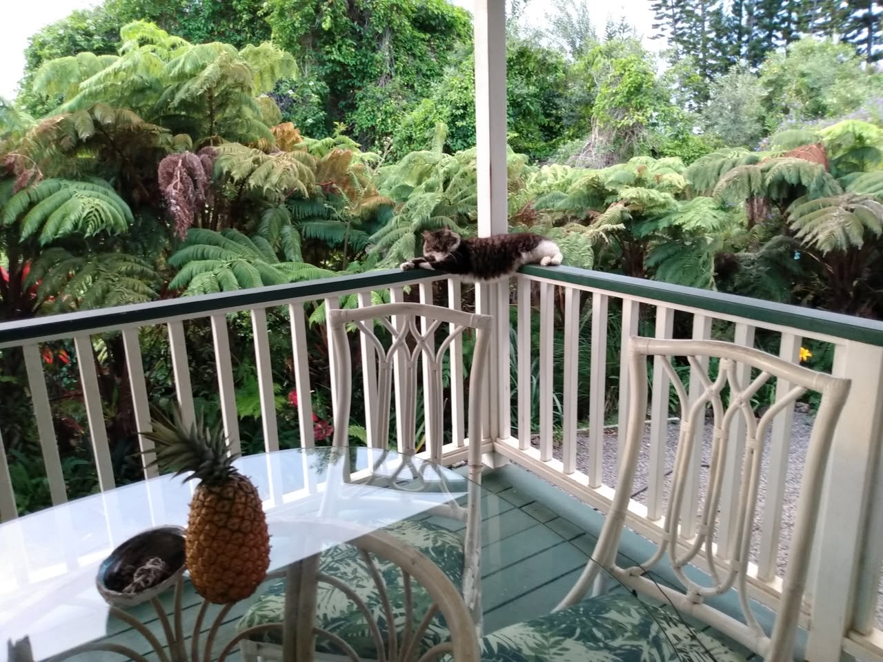 188日目:ザクロを植えた