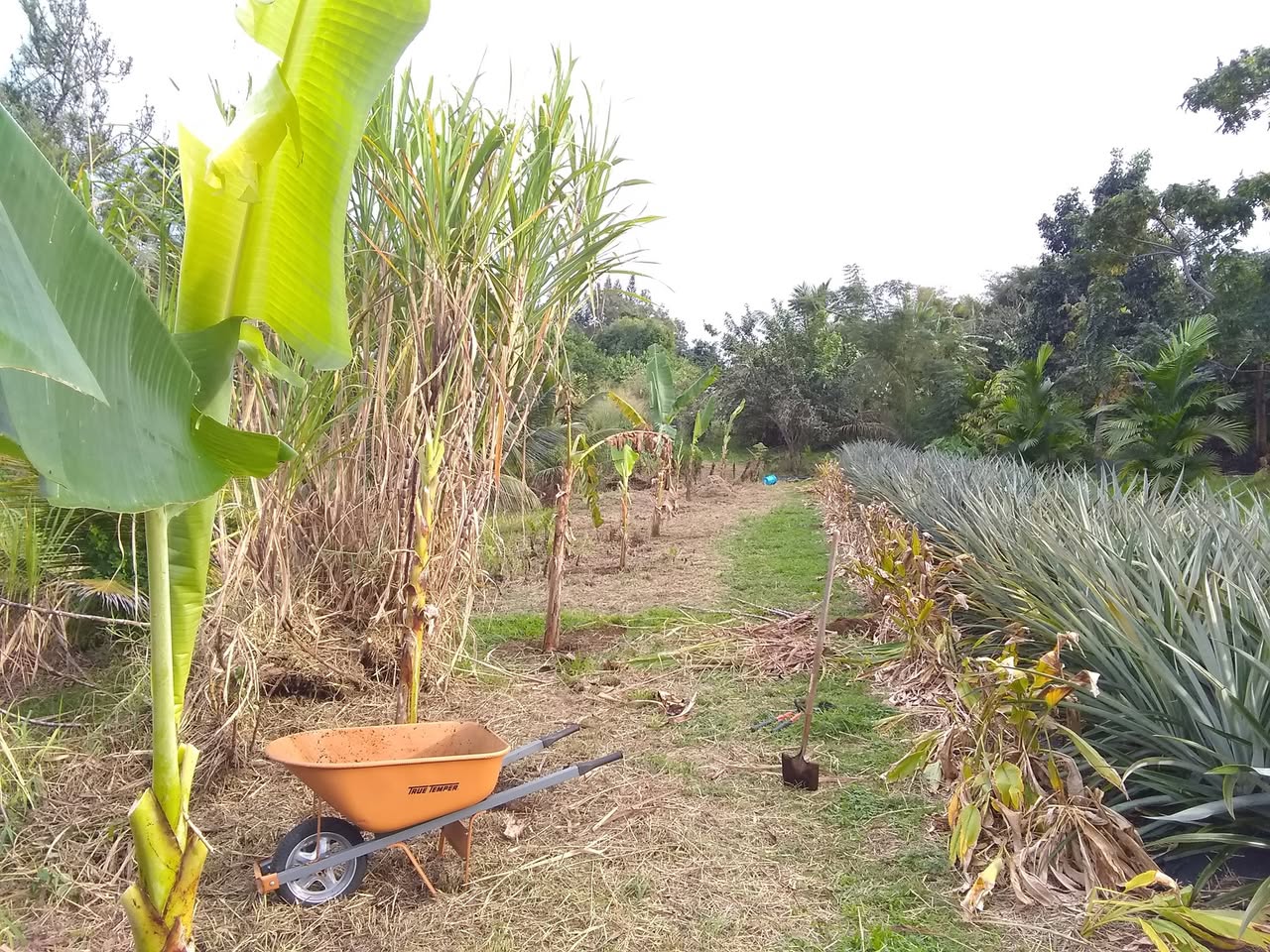 19日目:プランテンを植えた