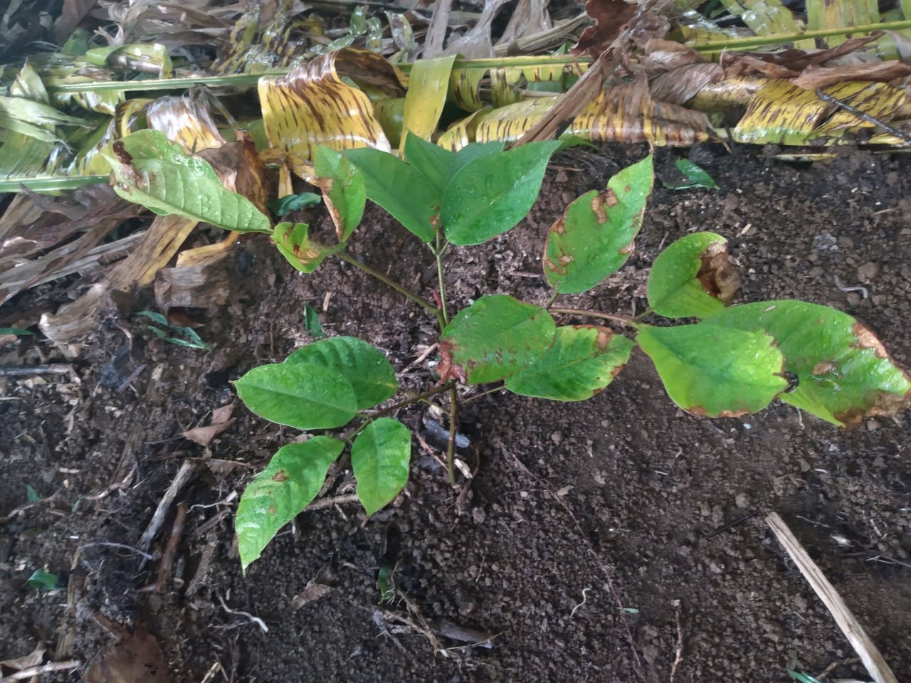 189日目:アトムを植えた