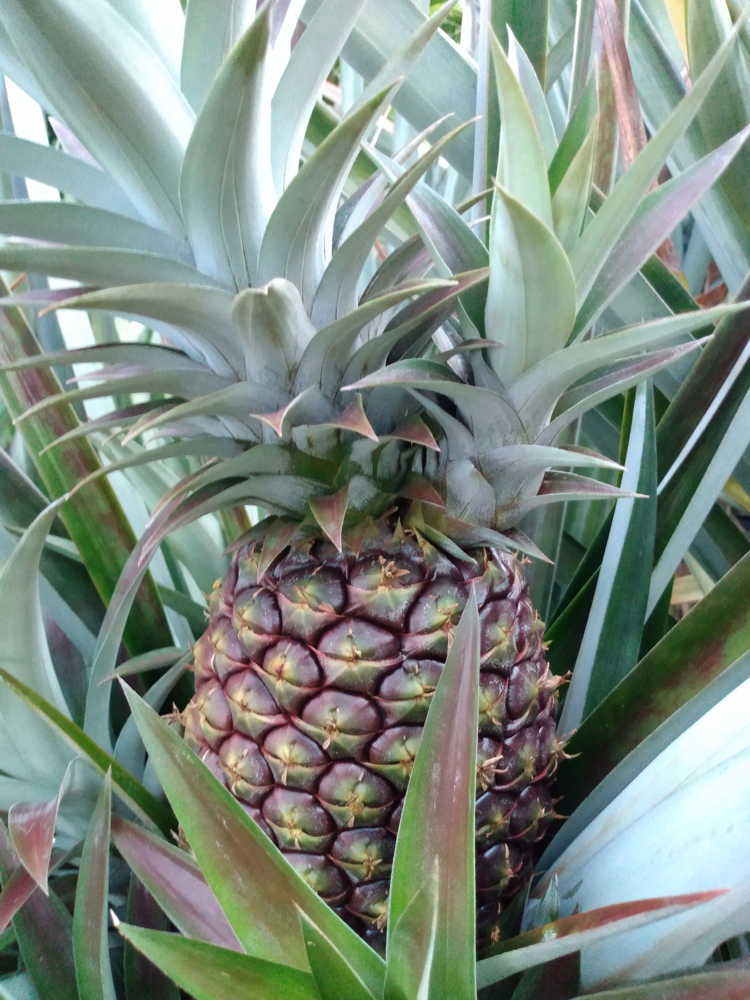 189日目:アトムを植えた