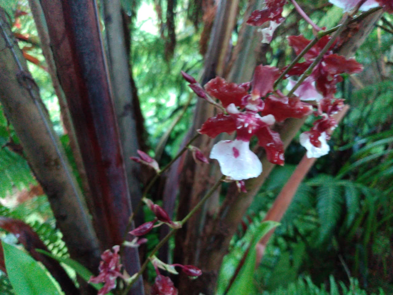 190日目:ザクロを植えた