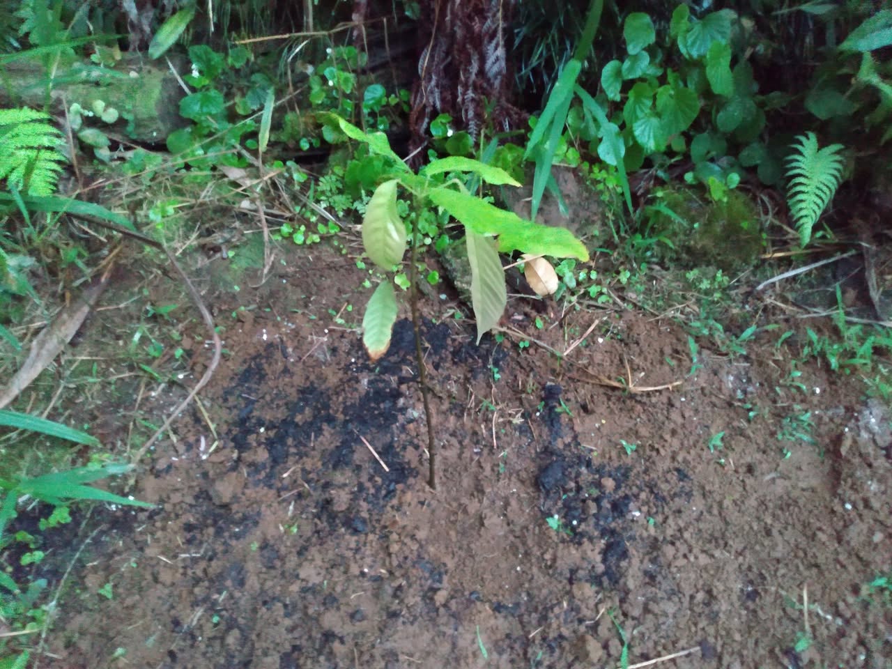 192日目:カカオを植えた