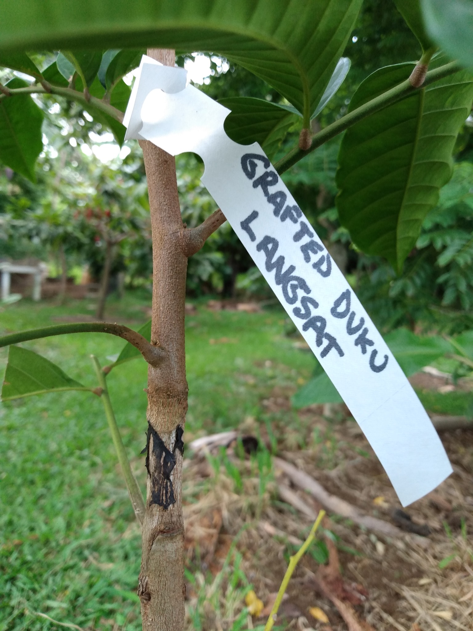 Day 197: I planted a Langsat (aka Longkong, Lanzones) on day 135 which is a tree from Sou