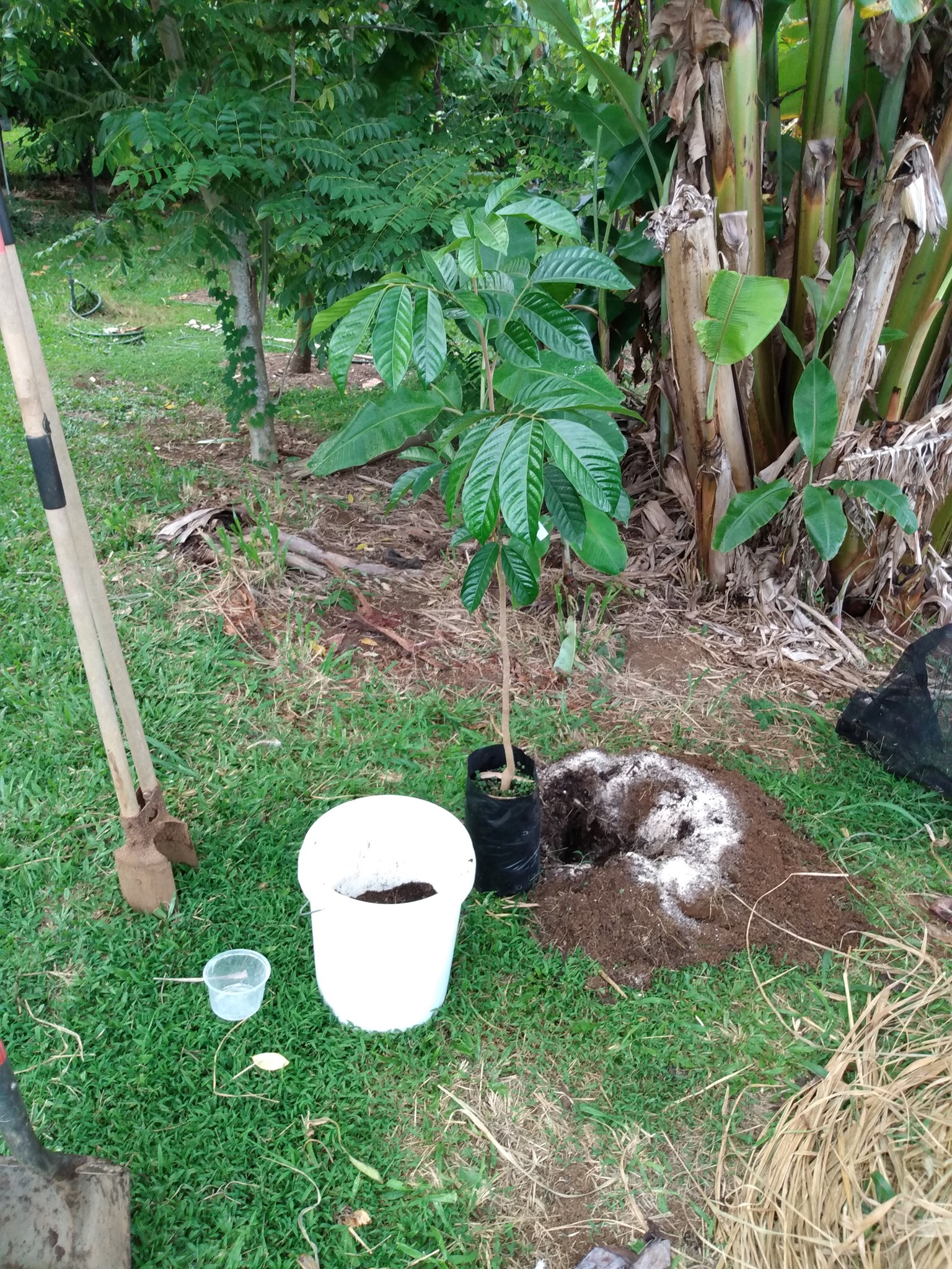 Day 197: I planted a Langsat (aka Longkong, Lanzones) on day 135 which is a tree from Sou