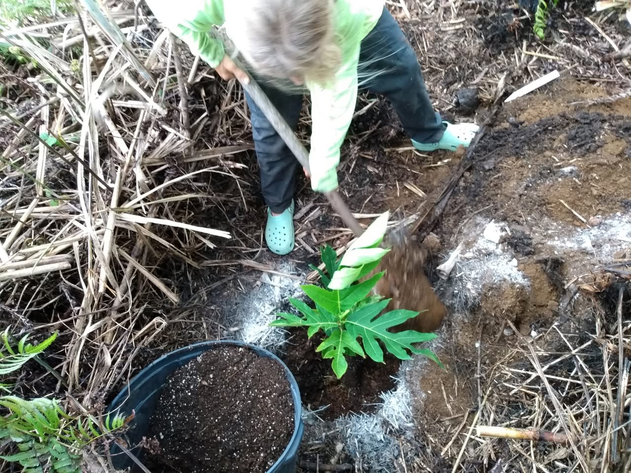 198日目:'uluを植えた