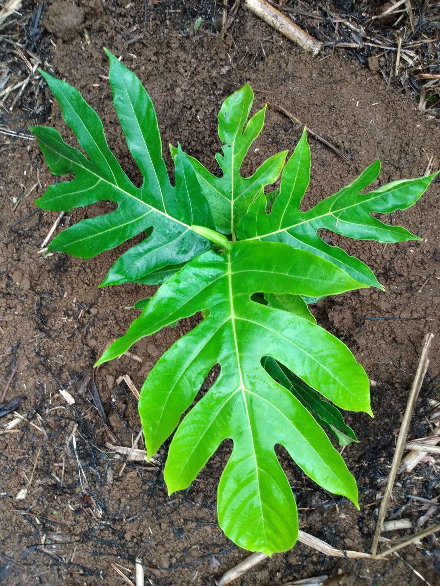 198日目:'uluを植えた