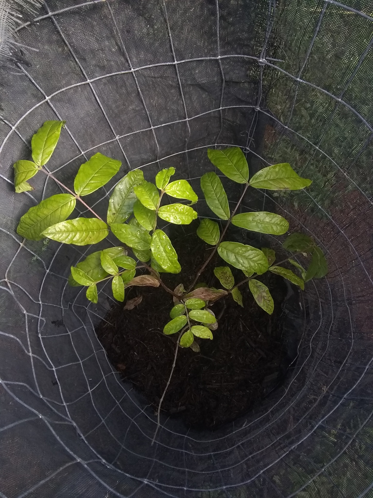 Day 2: Today I planted an Eggfruit (Pouteria campechiana) that I got from Blake Watson