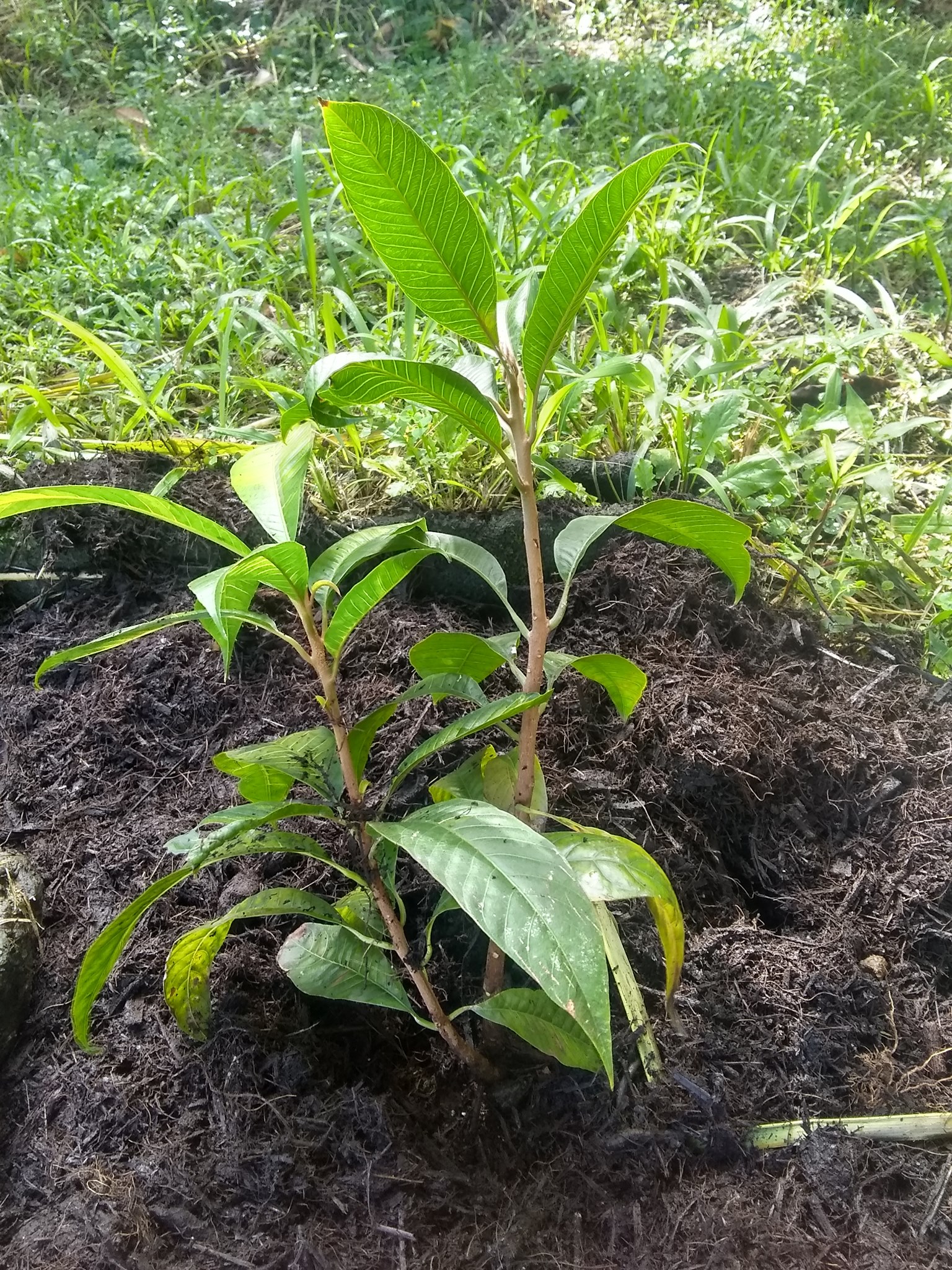 2日目:エッグフルーツを朝食の果樹園に植えた