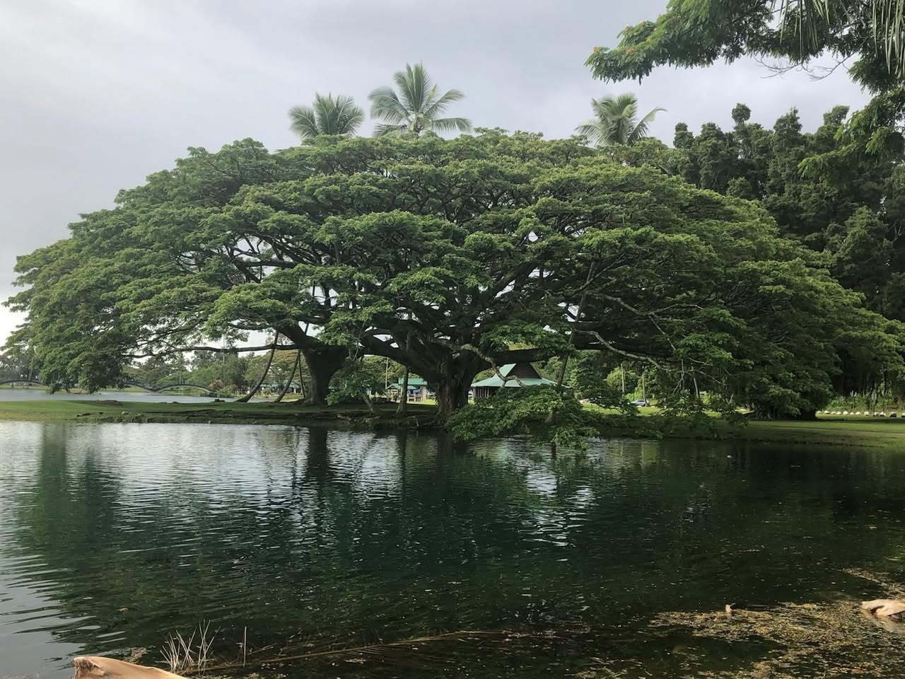 Day 200: Today marks 200 days of planting and I planted two monkeypod trees (Samanea sama