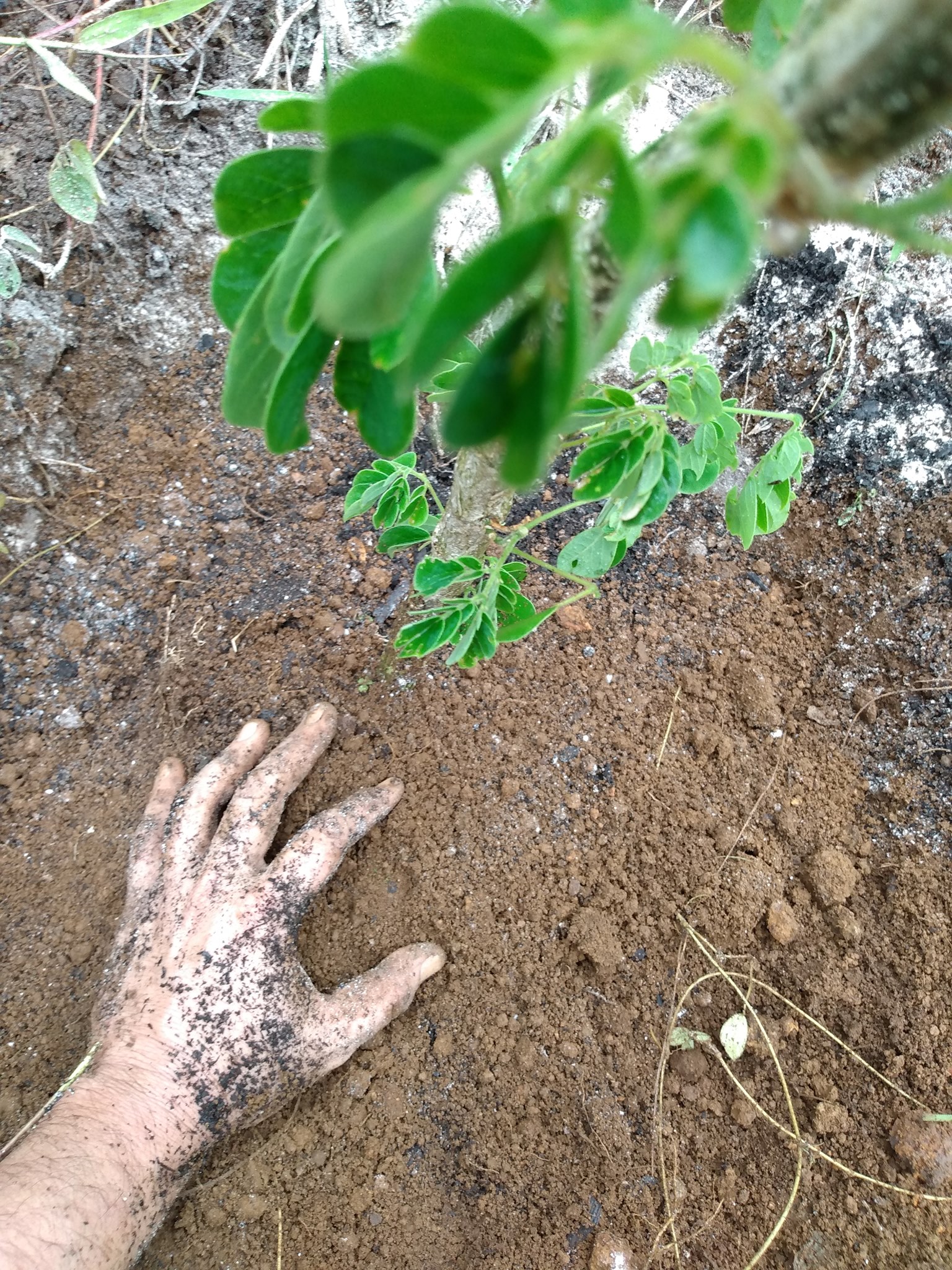199日目:モンキーポッドを植えた
