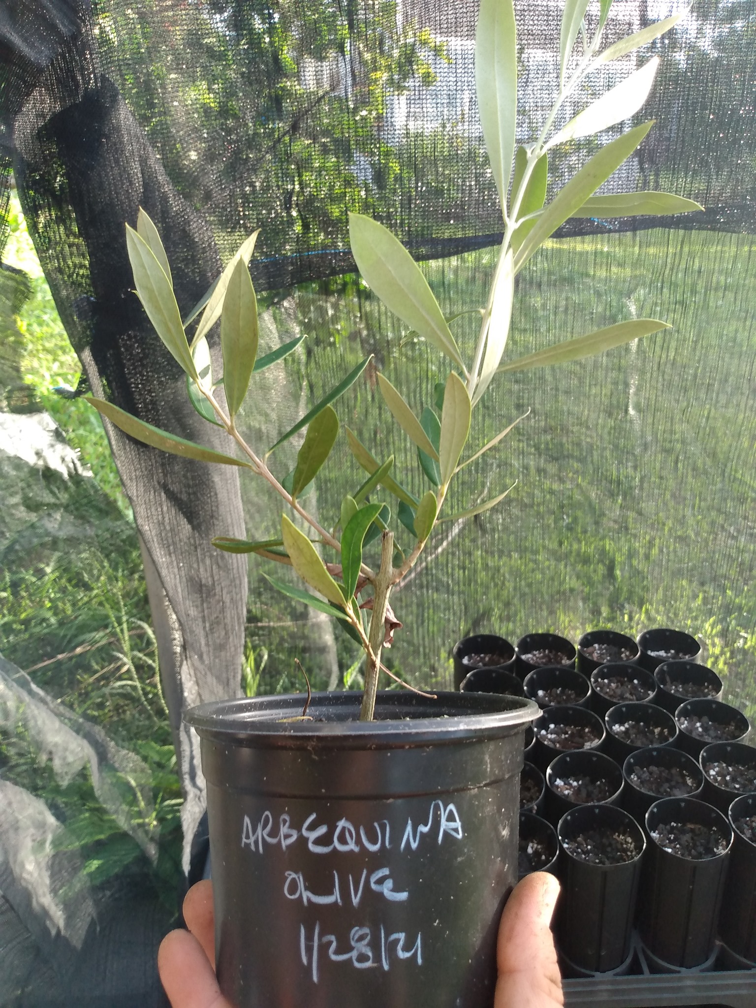 200日目:オリーブを植えた