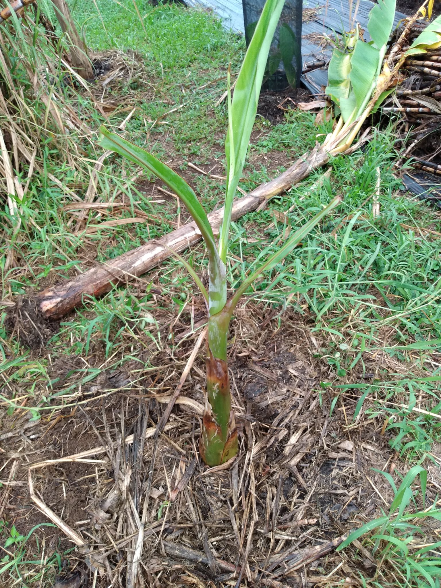 201日目:ポポウルを植え直した