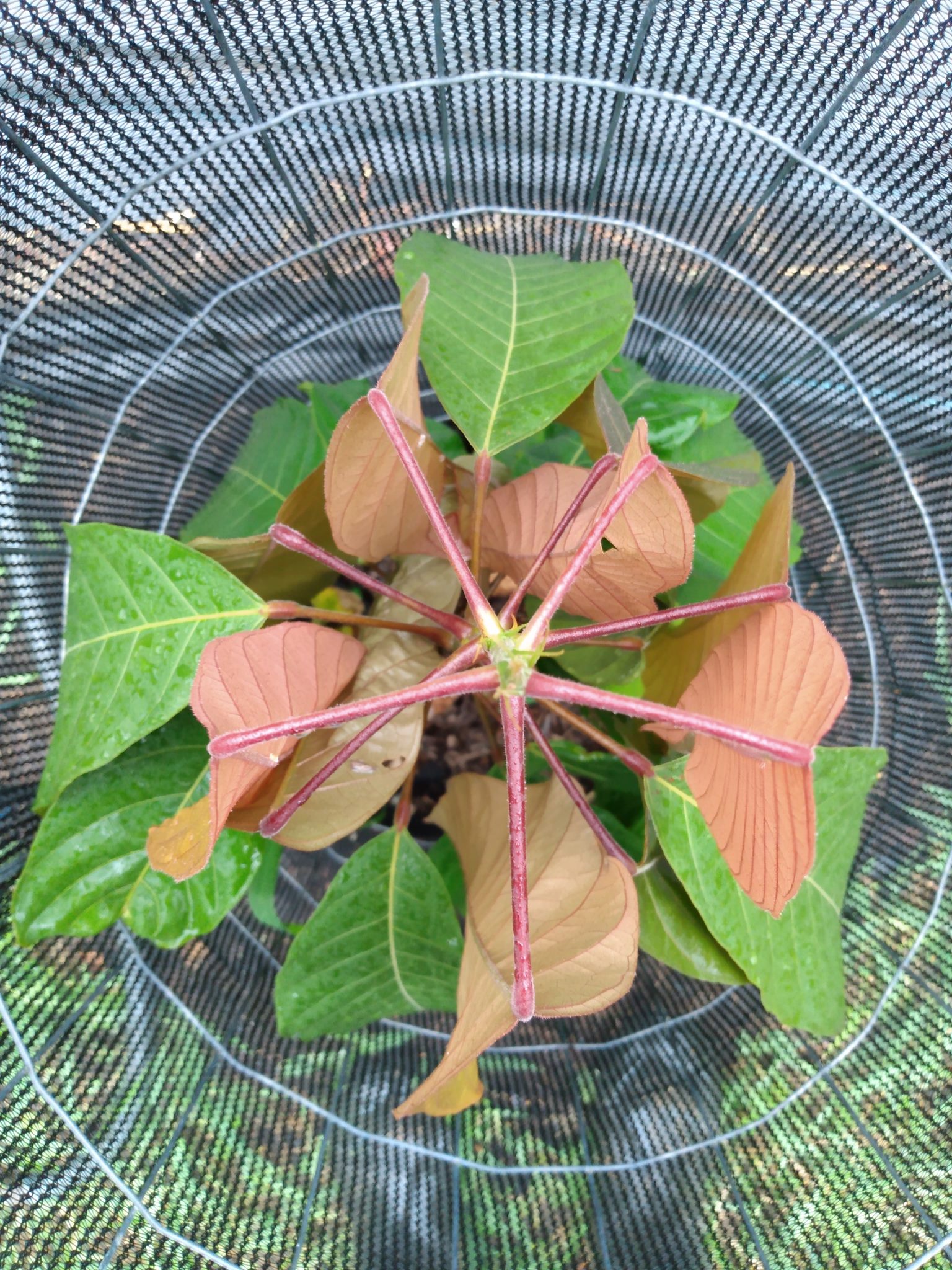 201日目:ポポウルを植え直した