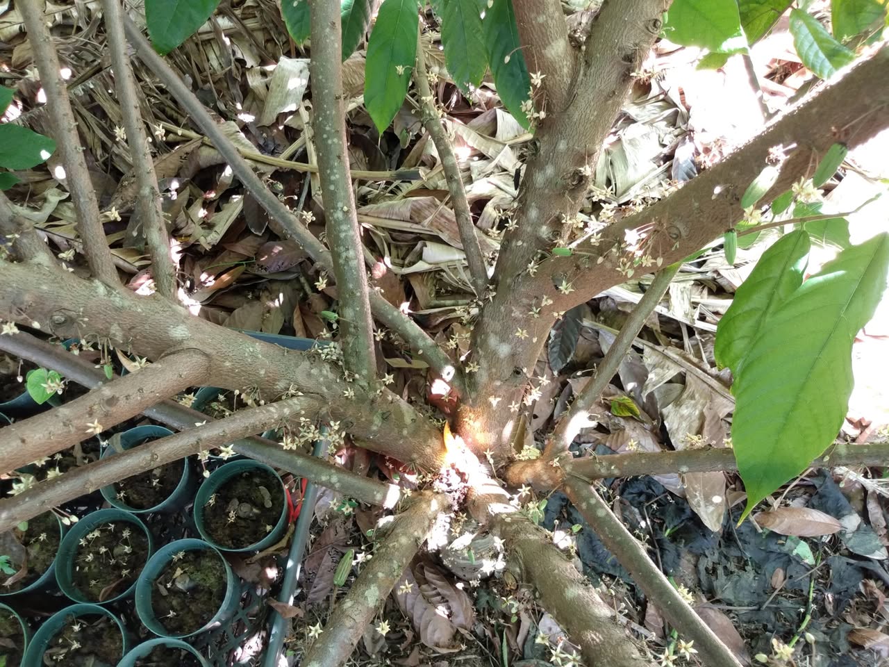 201日目:ポポウルを植え直した