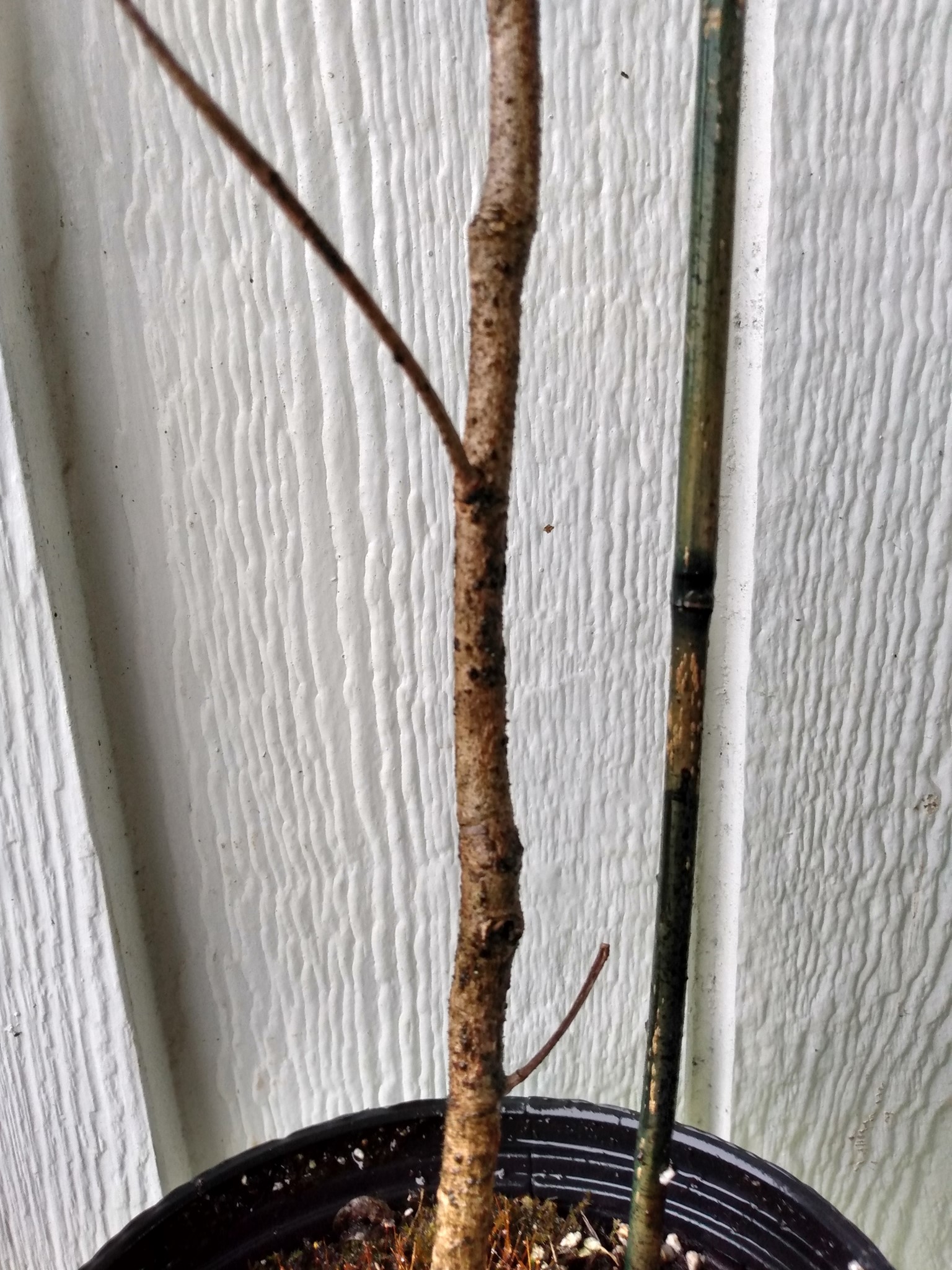 Day 203: I have no idea what I planted today. Our friend Mary asked if we wanted this tre