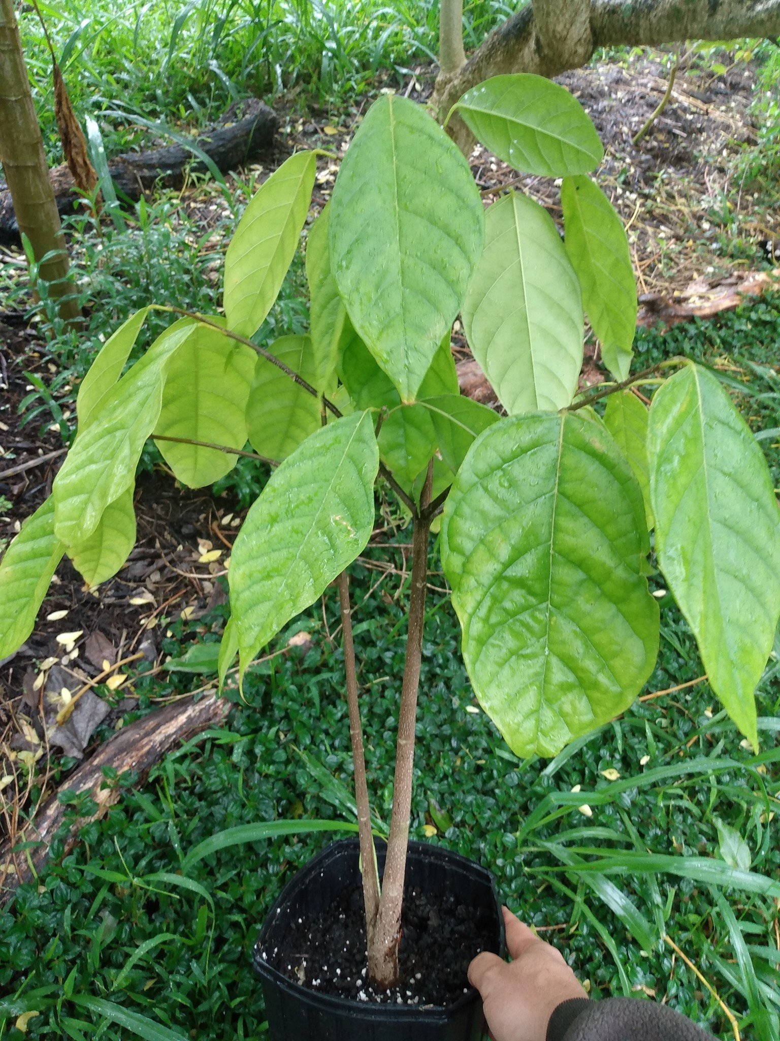 Day 204: Today I planted a very special tree that I got from Joe called Rosita de Cacao w