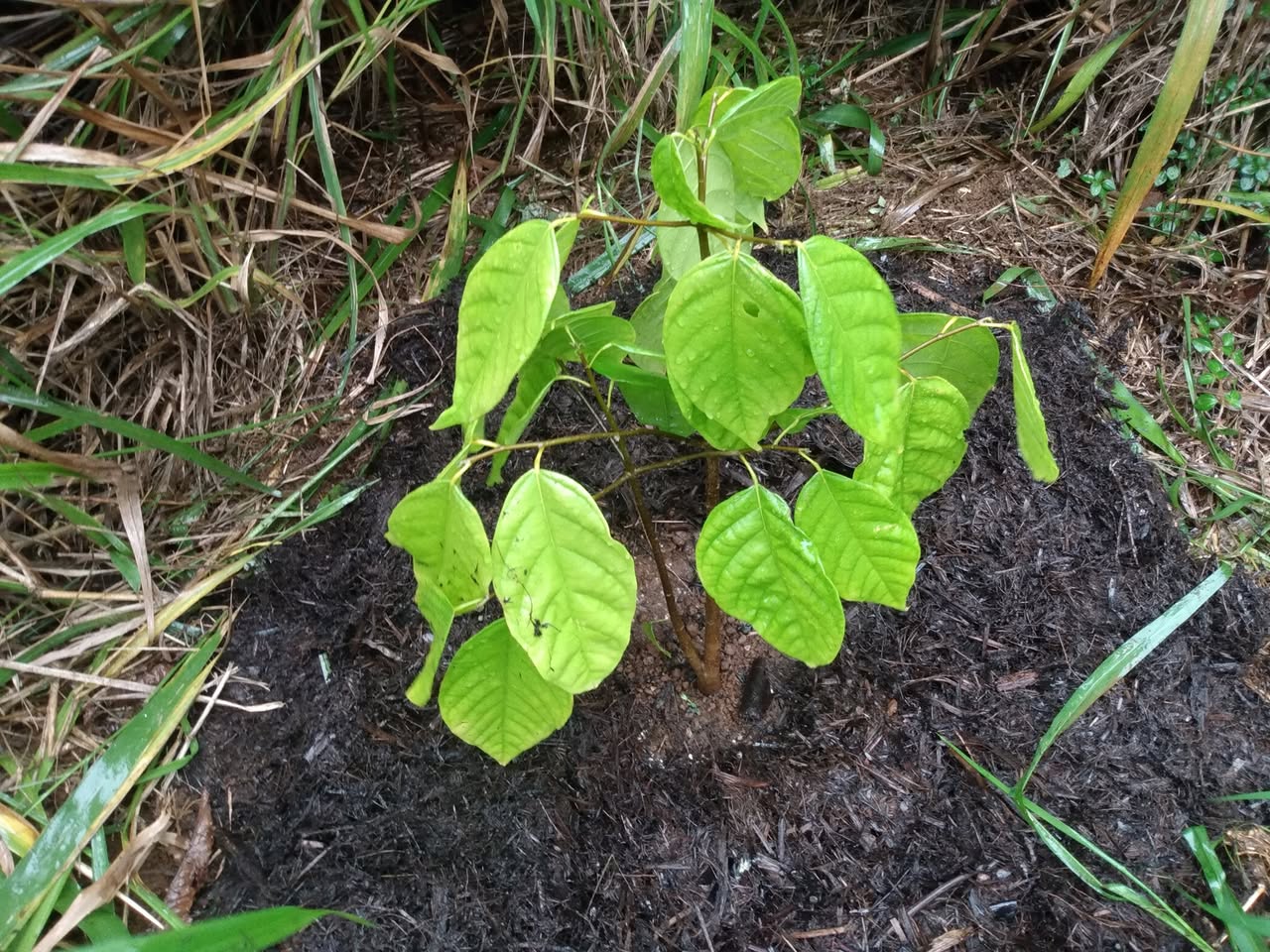 Day 204: Today I planted a very special tree that I got from Joe called Rosita de Cacao w