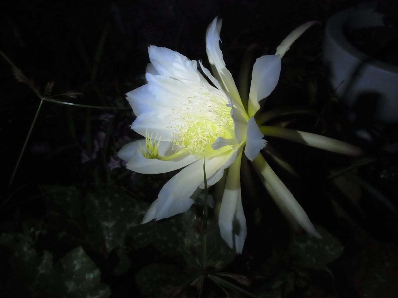 207日目:ドラゴンフルーツを植えた