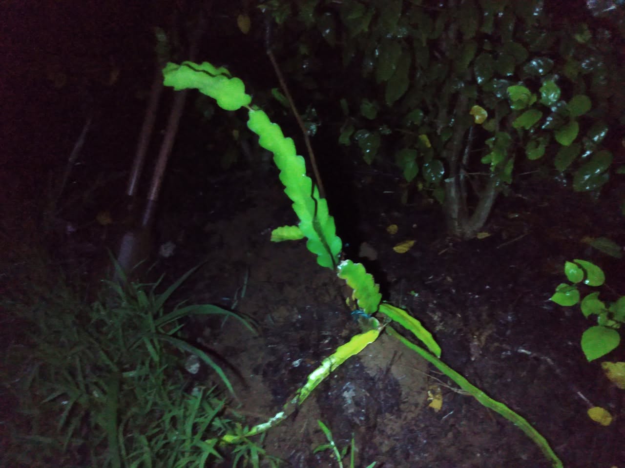 207日目:ドラゴンフルーツを植えた