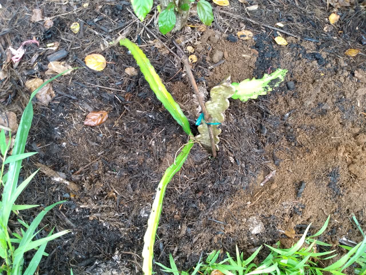 208日目:ドラゴンフルーツを植えた