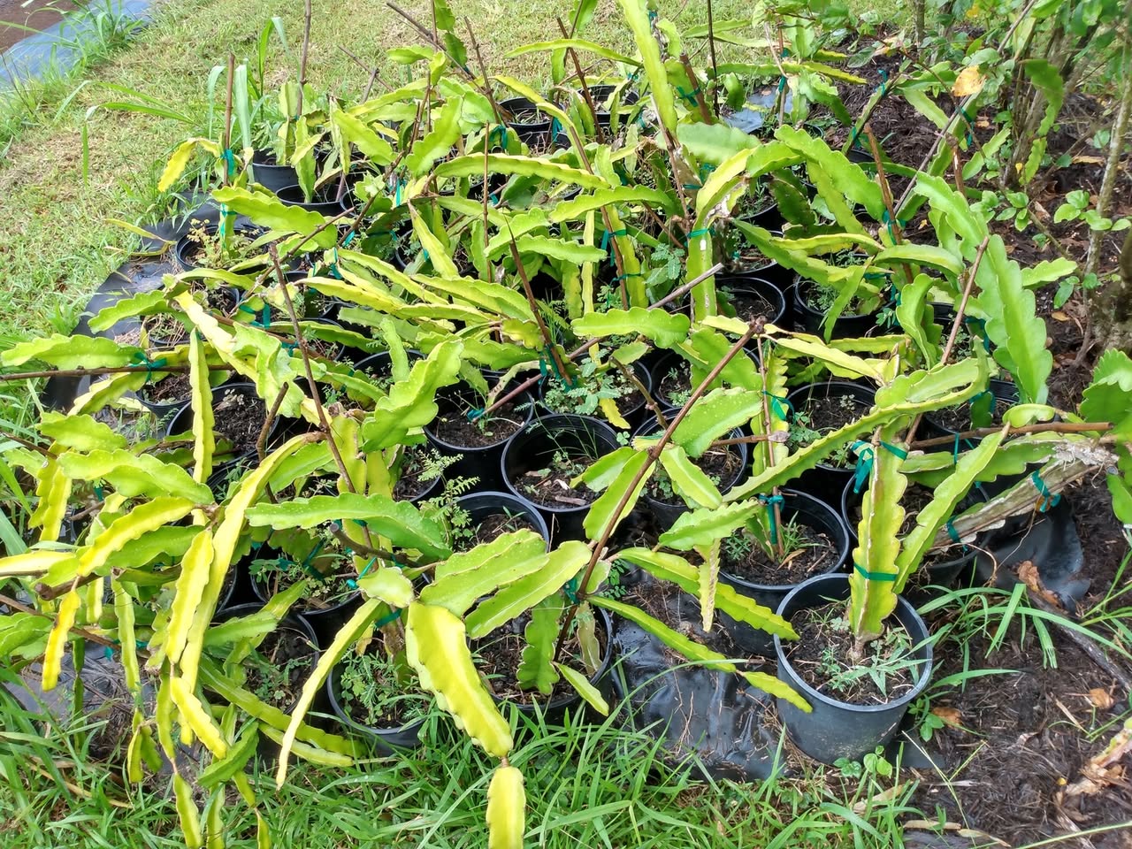 208日目:ドラゴンフルーツを植えた