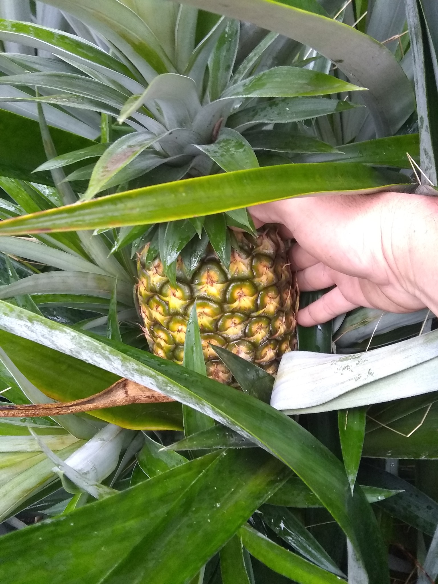 21日目:ドリアンを植えた