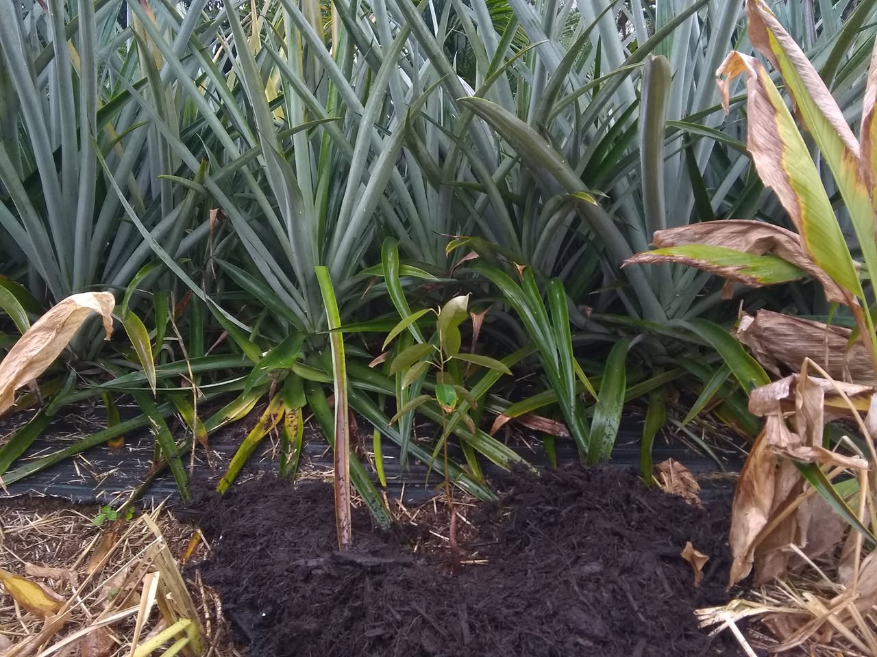 Day 21: I planted another durian tree next to the pineapple row where the turmeric is gr