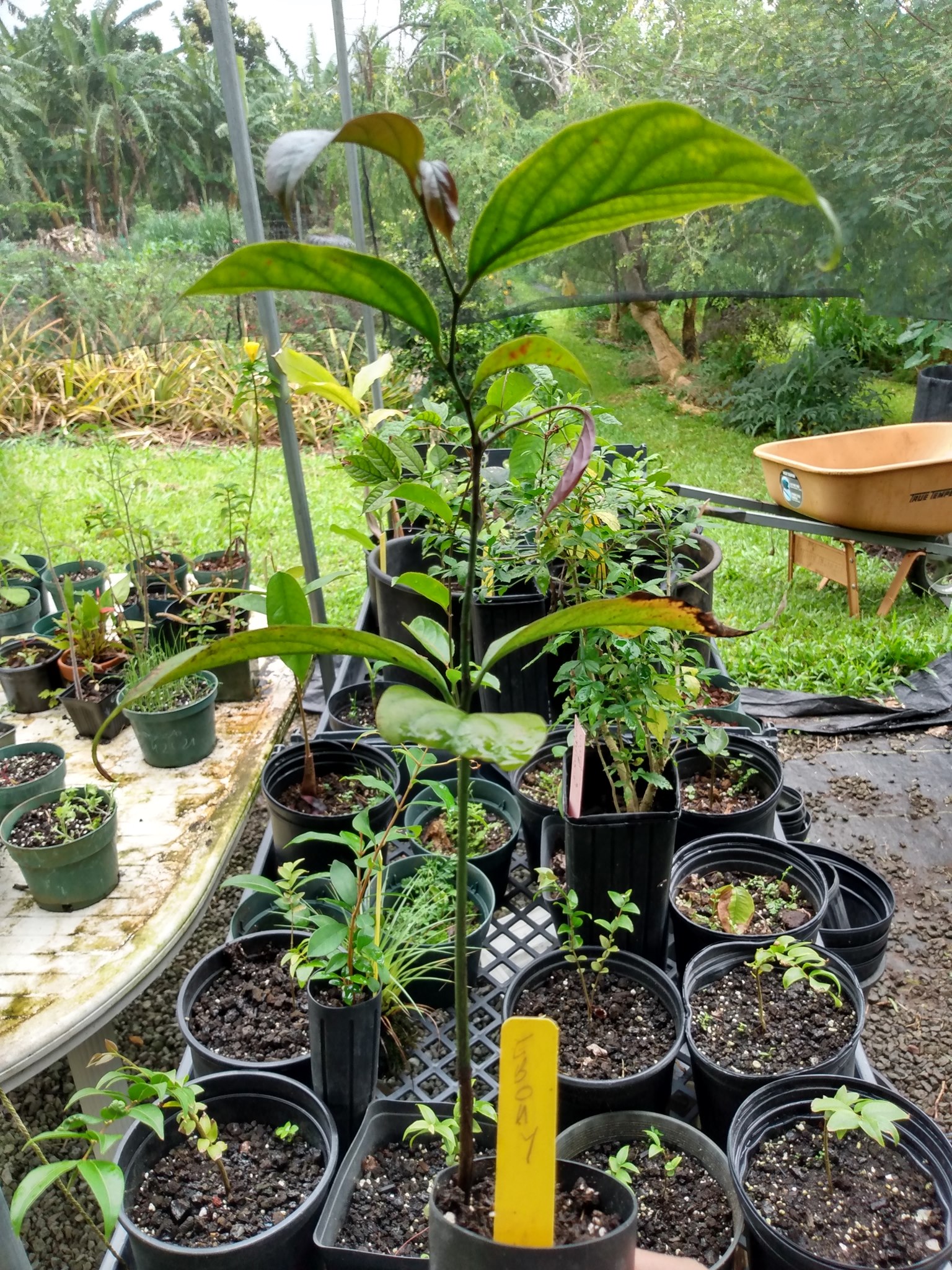 209日目:黒樜を植えた